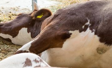 FOTO: Infekčné ochorenie ohrozuje aj vzácne druhy živočíchov v Bojnickej zoo