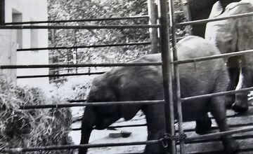 FOTO: Bojnická zoo dnes oslavuje 70 rokov, ktoré zachytávajú historické fotografie 