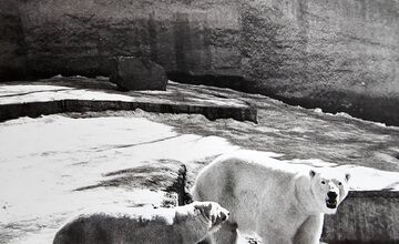 FOTO: Bojnická zoo dnes oslavuje 70 rokov, ktoré zachytávajú historické fotografie 
