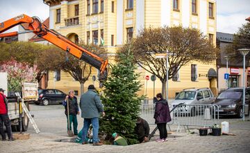 FOTO: Novomešťania sa tešia z vianočného stromčeka. Na Námestí slobody pribudla Jedľa normandská