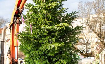 FOTO: Novomešťania sa tešia z vianočného stromčeka. Na Námestí slobody pribudla Jedľa normandská