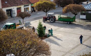 FOTO: Novomešťania sa tešia z vianočného stromčeka. Na Námestí slobody pribudla Jedľa normandská