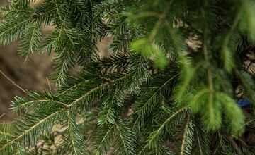 FOTO: Novomešťania sa tešia z vianočného stromčeka. Na Námestí slobody pribudla Jedľa normandská
