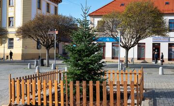 FOTO: Novomešťania sa tešia z vianočného stromčeka. Na Námestí slobody pribudla Jedľa normandská