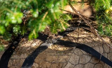 FOTO: Novomešťania sa tešia z vianočného stromčeka. Na Námestí slobody pribudla Jedľa normandská