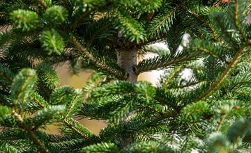 FOTO: Novomešťania sa tešia z vianočného stromčeka. Na Námestí slobody pribudla Jedľa normandská