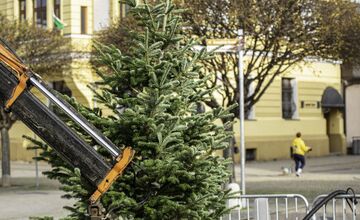 FOTO: Novomešťania sa tešia z vianočného stromčeka. Na Námestí slobody pribudla Jedľa normandská