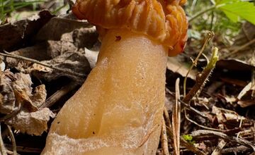 FOTO: Prvé hubárske úlovky v Trenčianskom kraji