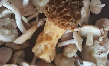 FOTO: Prvé hubárske úlovky v Trenčianskom kraji