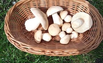 FOTO: Prvé hubárske úlovky v Trenčianskom kraji