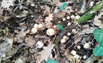 FOTO: Prvé hubárske úlovky v Trenčianskom kraji