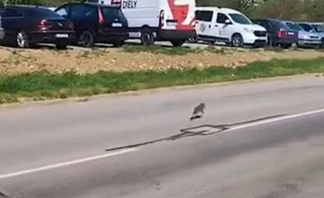 FOTO: Obyvateľov Dubnice nad Váhom zaskočilo mláďa diviaka v meste 