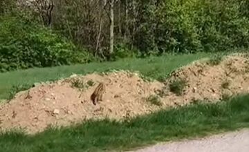 FOTO: Obyvateľov Dubnice nad Váhom zaskočilo mláďa diviaka v meste 