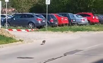 FOTO: Obyvateľov Dubnice nad Váhom zaskočilo mláďa diviaka v meste 