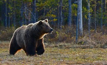 FOTO: Národná Zoo Bojnice prichýlila mláďatá medveďa 
