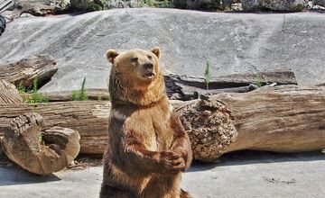 FOTO: Národná Zoo Bojnice prichýlila mláďatá medveďa 