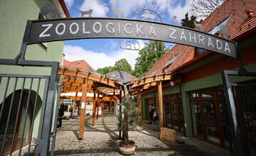 FOTO: Národná Zoo Bojnice prichýlila mláďatá medveďa 