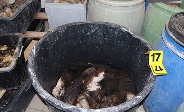 FOTO: Nezákonné trofeje a kože. Enviropolicajti odhalili u Myjavčana nelegálnu zbierku chránených zvieracích preparátov