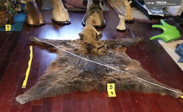 FOTO: Nezákonné trofeje a kože. Enviropolicajti odhalili u Myjavčana nelegálnu zbierku chránených zvieracích preparátov