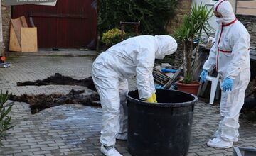 FOTO: Nezákonné trofeje a kože. Enviropolicajti odhalili u Myjavčana nelegálnu zbierku chránených zvieracích preparátov