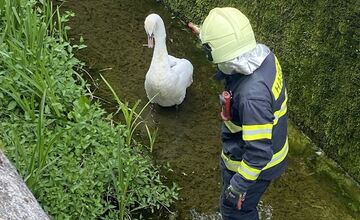 FOTO: V Bánovciach nad Bebravou zachraňovali hasiči uviaznutú labuť 