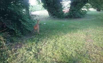 FOTO: Hasiči z Trenčianskeho kraja oslobodili srnku zakliesnenú v mostnom zábradlí v Trenčíne