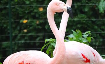 FOTO: Plameniaky v bojnickej zoo oslavujú jubileum 