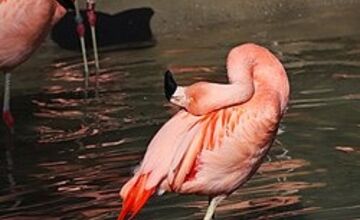 FOTO: Plameniaky v bojnickej zoo oslavujú jubileum 