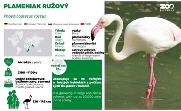 FOTO: Plameniaky v bojnickej zoo oslavujú jubileum 