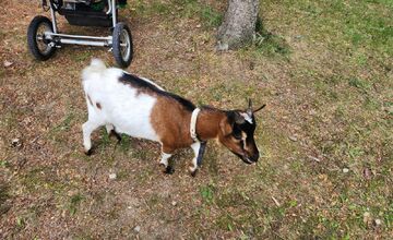 FOTO: Nezabudnuteľný víkend, detské oči žiarili radosťou naprieč regiónmi Trenčianskeho kraja