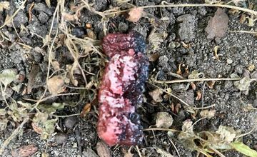 FOTO: V Trenčíne niekto len tak pohodil otravu na hlodavce do kríkov v blízkosti ihriska 