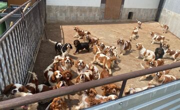 FOTO: V Partizánskom a Prievidzi našli dokopy až 853 nelegálne chovaných psov 
