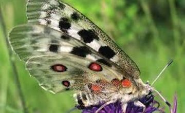 FOTO: Vzácneho motýľa chráni na Považí aj somár, koza a ovce 