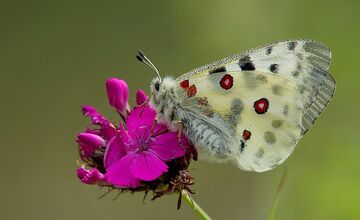 FOTO: Vzácneho motýľa chráni na Považí aj somár, koza a ovce 