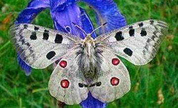 FOTO: Vzácneho motýľa chráni na Považí aj somár, koza a ovce 