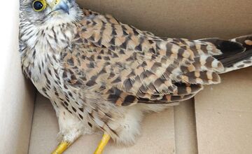 FOTO: V Partizánskom našli zraneného sokola, mestská polícia ho odovzdala ochranárom