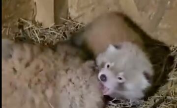 FOTO: V Bojniciach sa narodili vzácne mláďatá: Panda červená aj rys karpatský