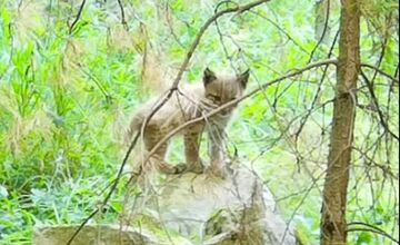 FOTO: V Bojniciach sa narodili vzácne mláďatá: Panda červená aj rys karpatský