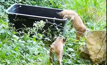 FOTO: V Bojniciach sa narodili vzácne mláďatá: Panda červená aj rys karpatský