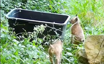 FOTO: V Bojniciach sa narodili vzácne mláďatá: Panda červená aj rys karpatský