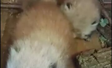 FOTO: V Bojniciach sa narodili vzácne mláďatá: Panda červená aj rys karpatský