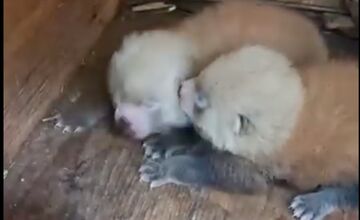 FOTO: V Bojniciach sa narodili vzácne mláďatá: Panda červená aj rys karpatský