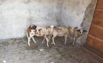 FOTO: Ovce v rukách nezodpovedného majiteľa z Lednických Rovní. Žiadna voda, žiadne krmivo, len žihľava a šachta