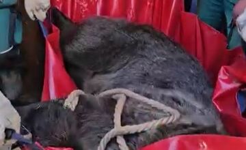 FOTO: Medvede z bojnickej zoo presunuli do Talianska, môžu teraz prijať ďalšie jedince 