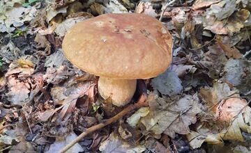 FOTO: Hubári v Trenčianskom kraji sa tešia z úlovkov