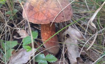 FOTO: Hubári v Trenčianskom kraji sa tešia z úlovkov