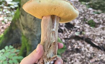 FOTO: Hubári v Trenčianskom kraji sa tešia z úlovkov