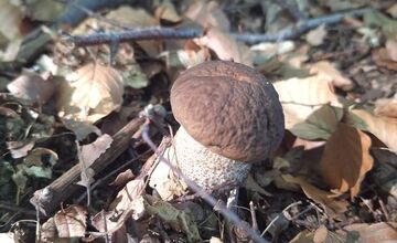 FOTO: Hubári v Trenčianskom kraji sa tešia z úlovkov