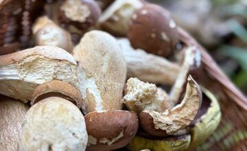 FOTO: Hubári v Trenčianskom kraji sa tešia z úlovkov