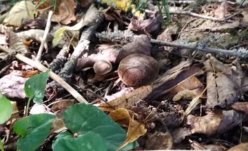 FOTO: Hubári v Trenčianskom kraji sa tešia z úlovkov